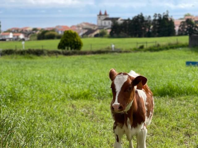 Quinta Do Avo Dimas - Rural Home - Sao Bras Porto Formoso Экстерьер фото