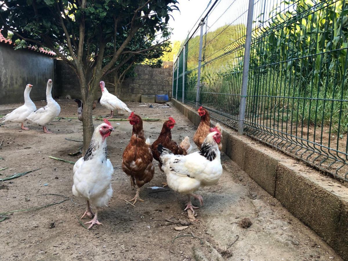 Quinta Do Avo Dimas - Rural Home - Sao Bras Porto Formoso Экстерьер фото